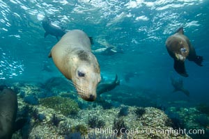 California sea lion underwater, Sea of Cortez, Mexico, Zalophus californianus