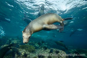 California sea lion underwater, Sea of Cortez, Mexico, Zalophus californianus