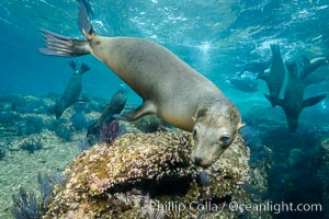 California sea lion underwater, Sea of Cortez, Mexico, Zalophus californianus