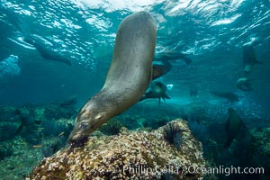 California sea lion underwater, Sea of Cortez, Mexico, Zalophus californianus