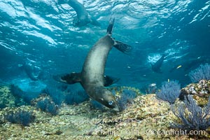 California sea lion underwater, Sea of Cortez, Mexico, Zalophus californianus