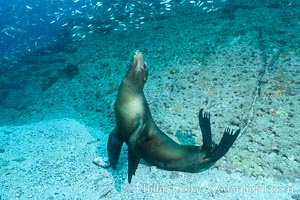 California sea lion underwater, Sea of Cortez, Mexico, Zalophus californianus