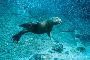 California sea lion underwater, Sea of Cortez, Mexico, Zalophus californianus