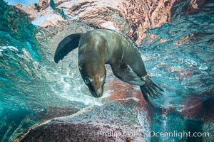 California sea lion underwater, Sea of Cortez, Mexico, Zalophus californianus