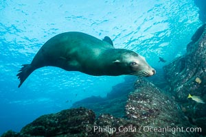 California sea lion underwater, Sea of Cortez, Mexico, Zalophus californianus