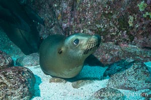 California sea lion underwater, Sea of Cortez, Mexico, Zalophus californianus