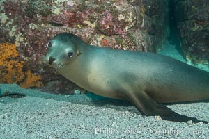 California sea lion underwater, Sea of Cortez, Mexico, Zalophus californianus