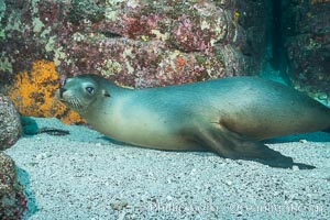 California sea lion underwater, Sea of Cortez, Mexico, Zalophus californianus