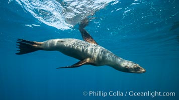 California sea lion underwater, Sea of Cortez, Mexico, Zalophus californianus