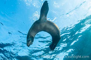 California sea lion underwater, Sea of Cortez, Mexico, Zalophus californianus