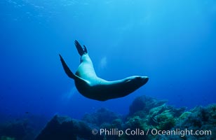 California sea lion, Zalophus californianus, Guadalupe Island (Isla Guadalupe)