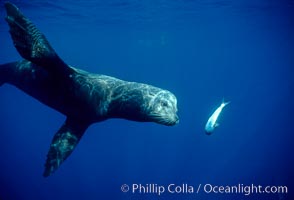 California sea lion eating bait fish, Cedros island, Zalophus californianus