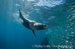 California sea lion and baitfish, Los Islotes, Sea of Cortez.