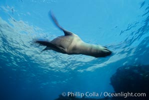 California sea lion, swimming with foreflippers, Zalophus californianus