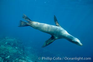 California sea lion, swimming with foreflippers, Zalophus californianus