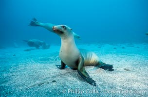 California sea lion, Webster Point rookery, Zalophus californianus