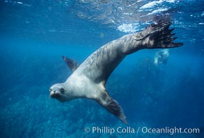 California sea lion, Baja California, Zalophus californianus