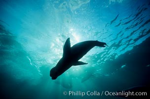 California sea lion.