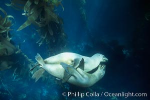 California sea lion, juveniles at play in kelp forest.