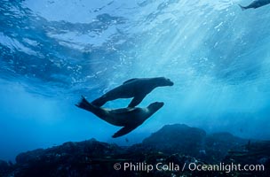 California sea lion.