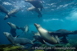 California sea lions swim and socialize over a kelp-covered rocky reef, underwater at San Clemente Island in California's southern Channel Islands.