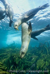 California sea lions swim and socialize over a kelp-covered rocky reef, underwater at San Clemente Island in California's southern Channel Islands.