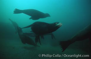 California sea lion, Zalophus californianus, Laguna Beach