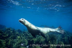 California sea lion, Zalophus californianus, Santa Barbara Island