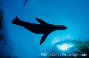 California sea lion, Zalophus californianus, San Nicholas Island