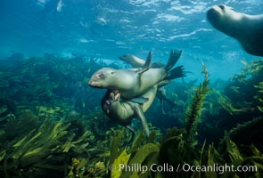 California sea lion, Zalophus californianus, San Clemente Island