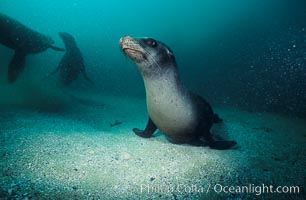 California sea lion, Zalophus californianus, Laguna Beach