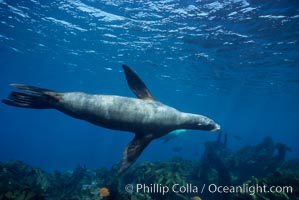 California sea lion, Zalophus californianus, Santa Barbara Island