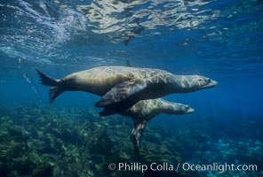 California sea lions, Zalophus californianus, Santa Barbara Island