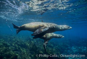 California sea lions, Zalophus californianus, Santa Barbara Island