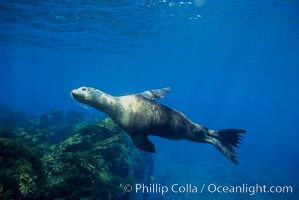 California sea lions, Zalophus californianus, Santa Barbara Island