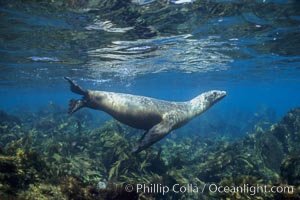 California sea lion, Zalophus californianus, Santa Barbara Island