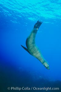 California sea lion, Zalophus californianus, Santa Barbara Island