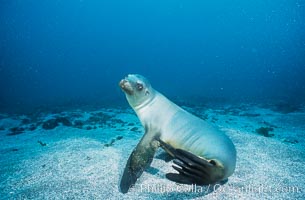 California sea lion, Webster Point rookery, Zalophus californianus, Santa Barbara Island