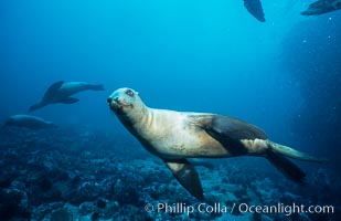 California sea lion, Webster Point rookery.