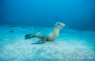 California sea lion, Webster Point rookery, Zalophus californianus, Santa Barbara Island