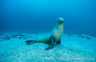 California sea lion, Webster Point rookery, Zalophus californianus, Santa Barbara Island