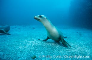 California sea lion, Webster Point rookery, Zalophus californianus, Santa Barbara Island