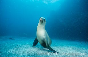 California sea lion, Webster Point rookery, Zalophus californianus, Santa Barbara Island