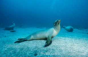 California sea lion, Webster Point rookery, Zalophus californianus, Santa Barbara Island