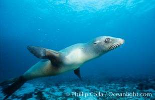 California sea lion, Webster Point rookery, Zalophus californianus, Santa Barbara Island