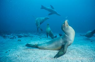 California sea lion, Webster Point rookery, Zalophus californianus, Santa Barbara Island