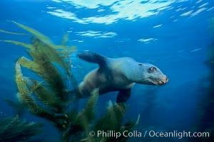 California sea lion, Zalophus californianus, Santa Barbara Island