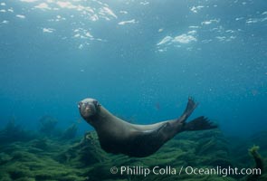 California sea lion, Zalophus californianus, Santa Barbara Island