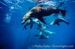 California sea lions, socializing/resting, Webster Point rookery, Santa Barbara Island, Channel Islands National Marine Sanctuary.