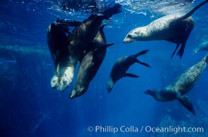 California sea lions, socializing/resting, Webster Point rookery, Santa Barbara Island, Channel Islands National Marine Sanctuary, Zalophus californianus